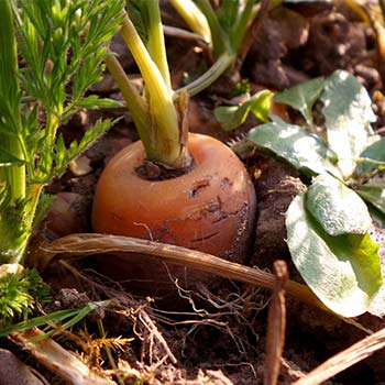 Carrot planted in the ground