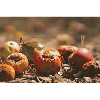 fruits as food waste